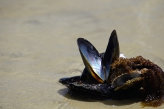 tasmanien 187 copyright piotr nogal