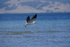 tasmanien 188 copyright piotr nogal