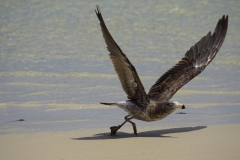 tasmanien 189 copyright piotr nogal