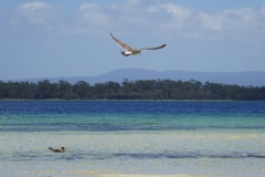 tasmanien 190 copyright piotr nogal