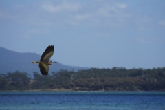 tasmanien 191 copyright piotr nogal