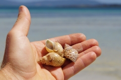 tasmanien 192 copyright piotr nogal