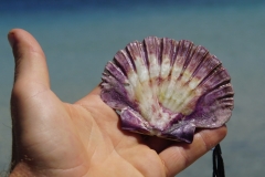 tasmanien 197 copyright piotr nogal