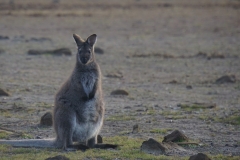 tasmanien 199 copyright piotr nogal