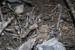 tasmanien 201 copyright piotr nogal