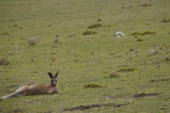 tasmanien 208 copyright piotr nogal