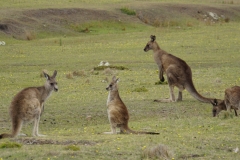 tasmanien 209 copyright piotr nogal