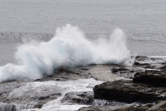 tasmanien 212 copyright piotr nogal