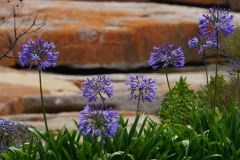 tasmanien 222 copyright piotr nogal