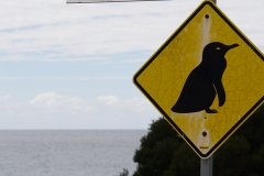 tasmanien 224 copyright piotr nogal