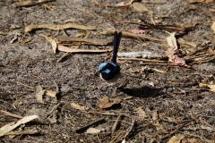 tasmanien 229 copyright piotr nogal