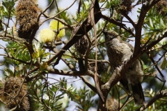 tasmanien 230 copyright piotr nogal