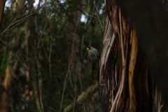 tasmanien 233 copyright piotr nogal