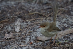 tasmanien 235 copyright piotr nogal