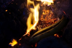 tasmanien 238 copyright piotr nogal