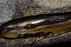 tasmanien 239 copyright piotr nogal