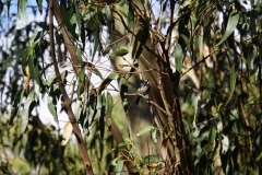 tasmanien 240 copyright piotr nogal