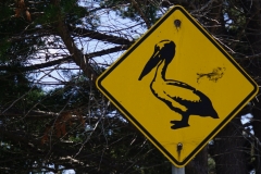 tasmanien 243 copyright piotr nogal