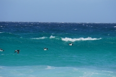 tasmanien 248 copyright piotr nogal