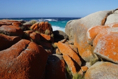 tasmanien 253 copyright piotr nogal