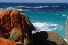 tasmanien 254 copyright piotr nogal