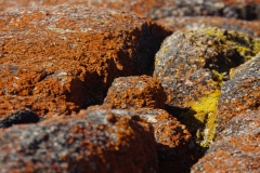 tasmanien 255 copyright piotr nogal