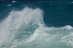 tasmanien 259 copyright piotr nogal