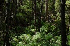 tasmanien 262 copyright piotr nogal