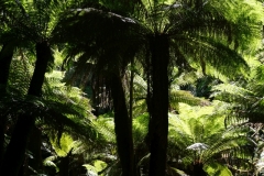 tasmanien 264 copyright piotr nogal