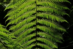 tasmanien 266 copyright piotr nogal