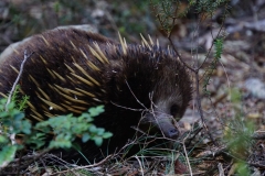 tasmanien 268 copyright piotr nogal
