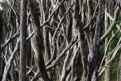 tasmanien 270 copyright piotr nogal