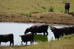 tasmanien 272 copyright piotr nogal