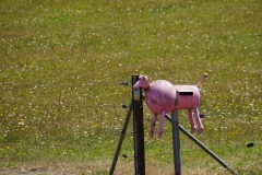 tasmanien 276 copyright piotr nogal