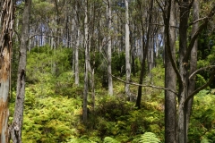tasmanien 280 copyright piotr nogal tasmanien 280 copyright piotr nogal