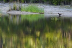 tasmanien 285 copyright piotr nogal tasmanien 285 copyright piotr nogal