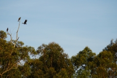 tasmanien 287 copyright piotr nogal tasmanien 287 copyright piotr nogal