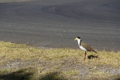 tasmanien 297 copyright piotr nogal tasmanien 297 copyright piotr nogal