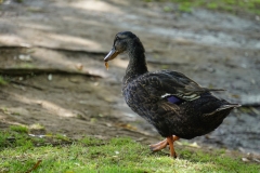 tasmanien 302 copyright piotr nogal tasmanien 302 copyright piotr nogal