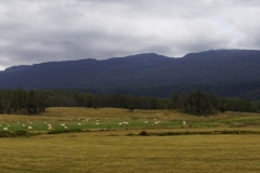 tasmanien 306 copyright piotr nogal tasmanien 306 copyright piotr nogal