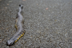 tasmanien 308 copyright piotr nogal tasmanien 308 copyright piotr nogal