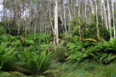 tasmanien 309 copyright piotr nogal tasmanien 309 copyright piotr nogal