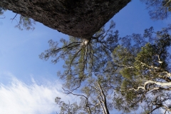 tasmanien 311 copyright piotr nogal tasmanien 311 copyright piotr nogal