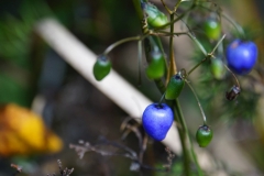 tasmanien 312 copyright piotr nogal tasmanien 312 copyright piotr nogal