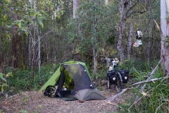 tasmanien 313 copyright piotr nogal tasmanien 313 copyright piotr nogal