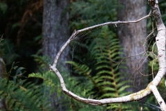 tasmanien 314 copyright piotr nogal tasmanien 314 copyright piotr nogal