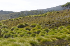 tasmanien 317 copyright piotr nogal tasmanien 317 copyright piotr nogal