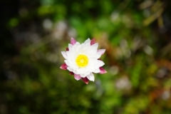 tasmanien 320 copyright piotr nogal tasmanien 320 copyright piotr nogal