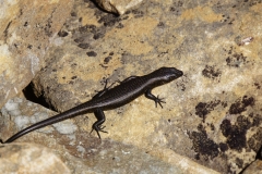 tasmanien 322 copyright piotr nogal tasmanien 322 copyright piotr nogal