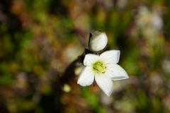 tasmanien 333 copyright piotr nogal tasmanien 333 copyright piotr nogal